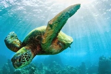 a turtle swimming under water